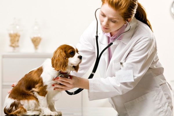 Animal Guardians: Bachelor of Veterinary Science Explored